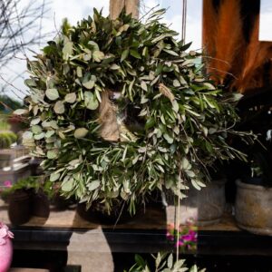 Krans van Olijf, Eucalyptus & Steeneik